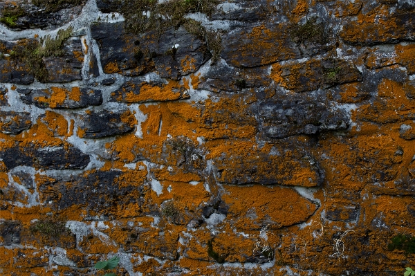 Tree rock structure texture Photo