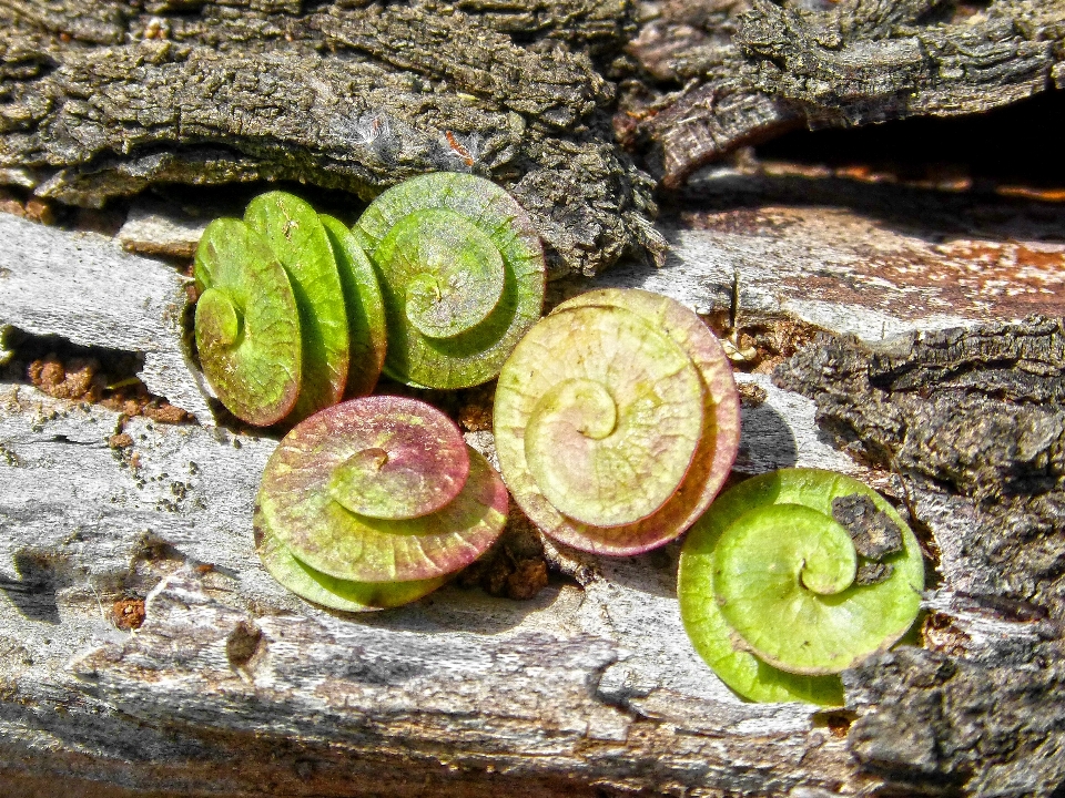 Baum natur anlage blatt