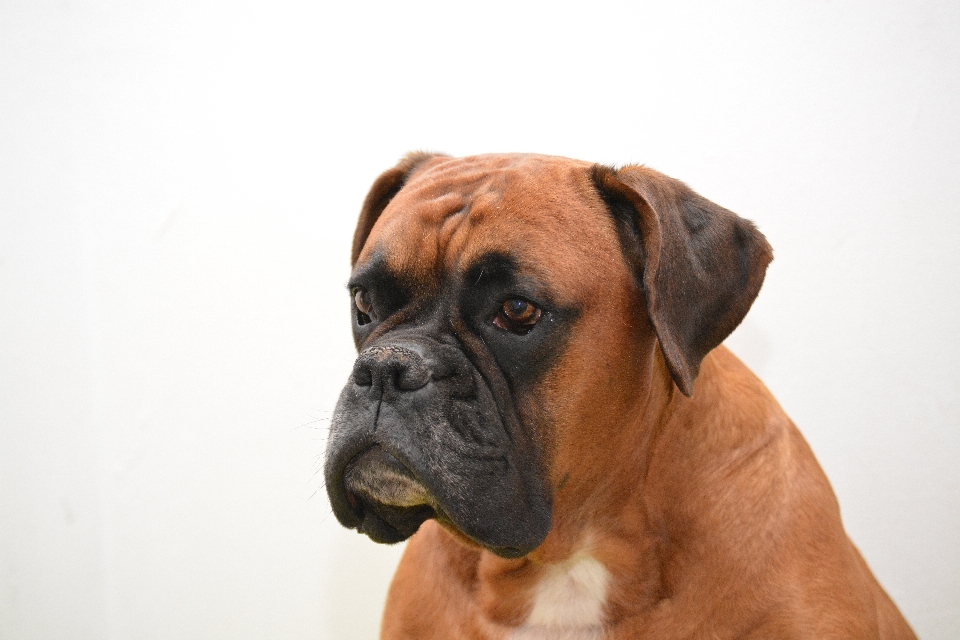 Chien animal de compagnie portrait