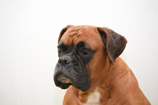 犬 動物 ペット 肖像画 写真