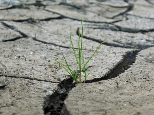 Photo Arbre nature herbe bifurquer