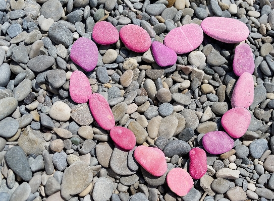 Beach nature rock petal Photo