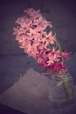 Plant leaf flower petal Photo