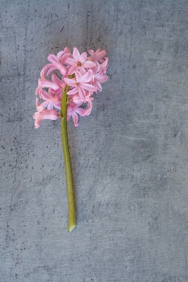 Plant leaf flower petal Photo