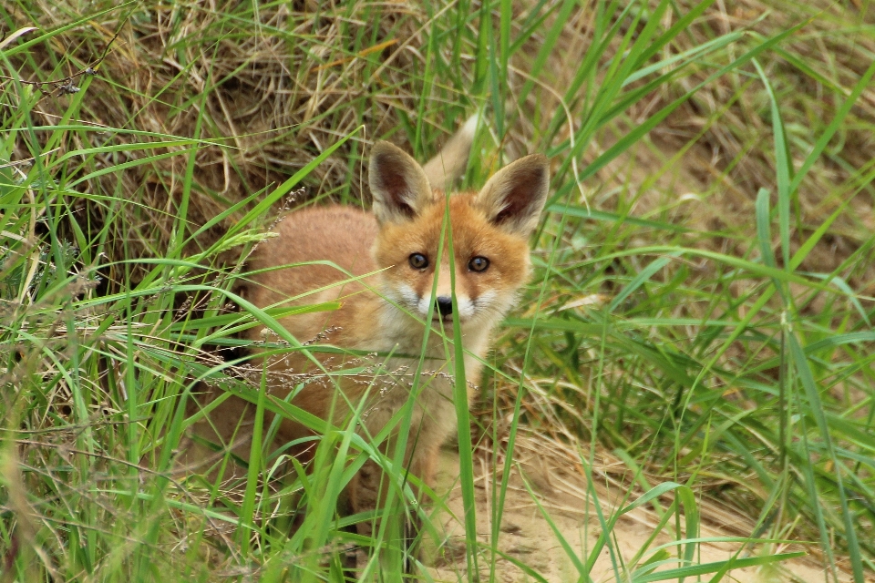 Prairie play puppy wildlife