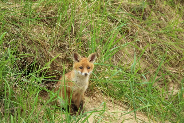 Grass prairie play puppy Photo