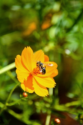 Nature outdoor blossom plant Photo