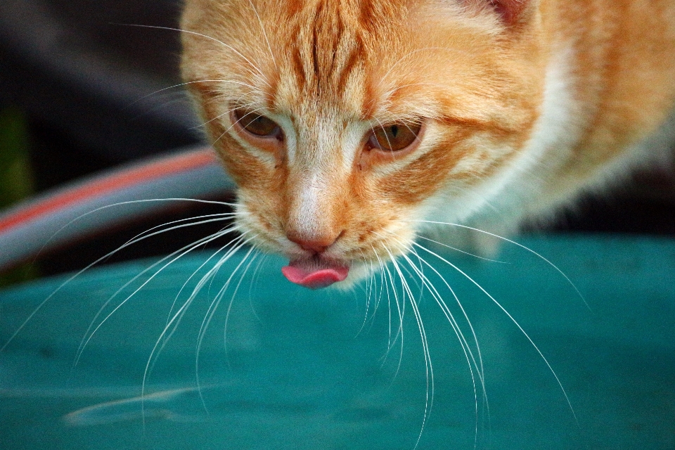 小猫 猫 哺乳动物 特写