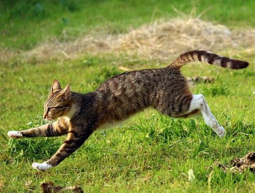 草 エスケープ 野生動物 猫 写真