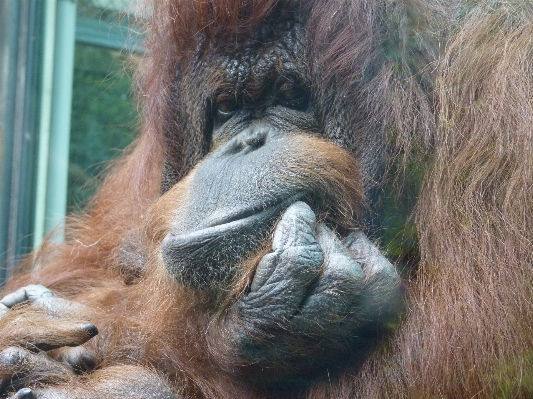 Foto Satwa margasatwa kebun binatang mamalia