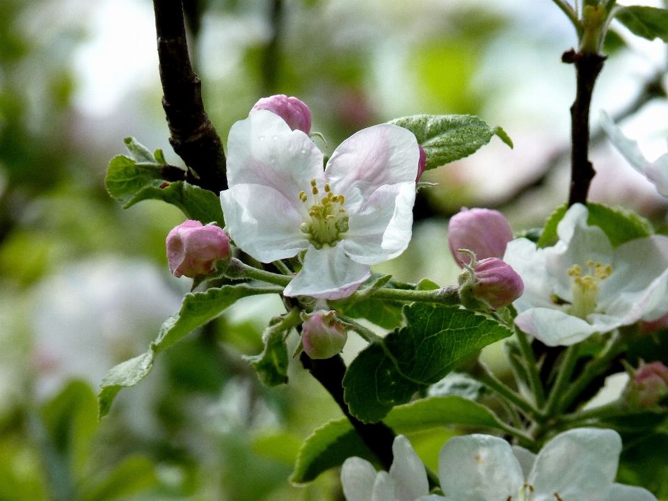 Apple дерево природа ветвь