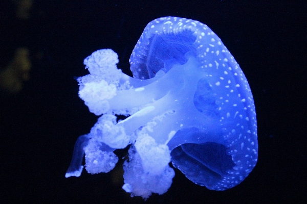 Petal biology jellyfish blue Photo