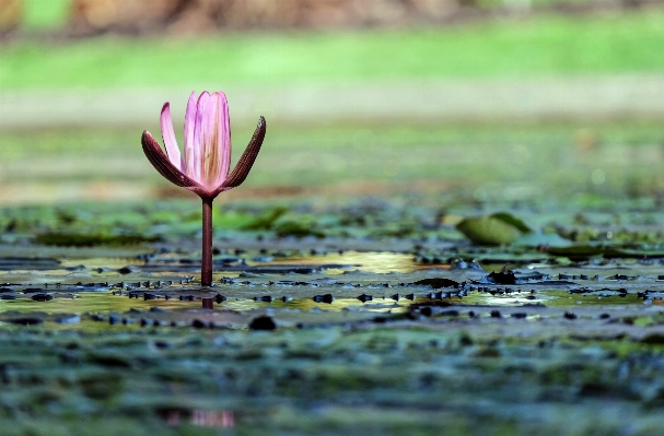 Water nature grass blossom Photo