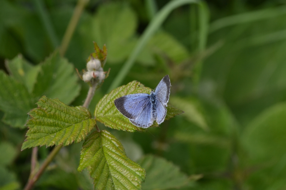 Natura pianta prato
 foglia