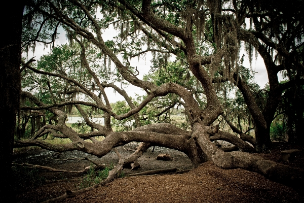 Tree nature forest outdoor Photo