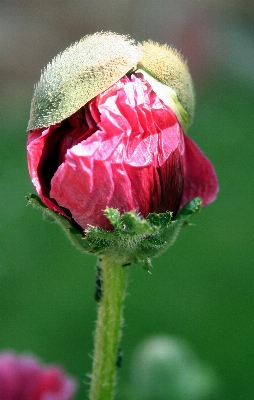 çiçek bitki alan fotoğrafçılık Fotoğraf