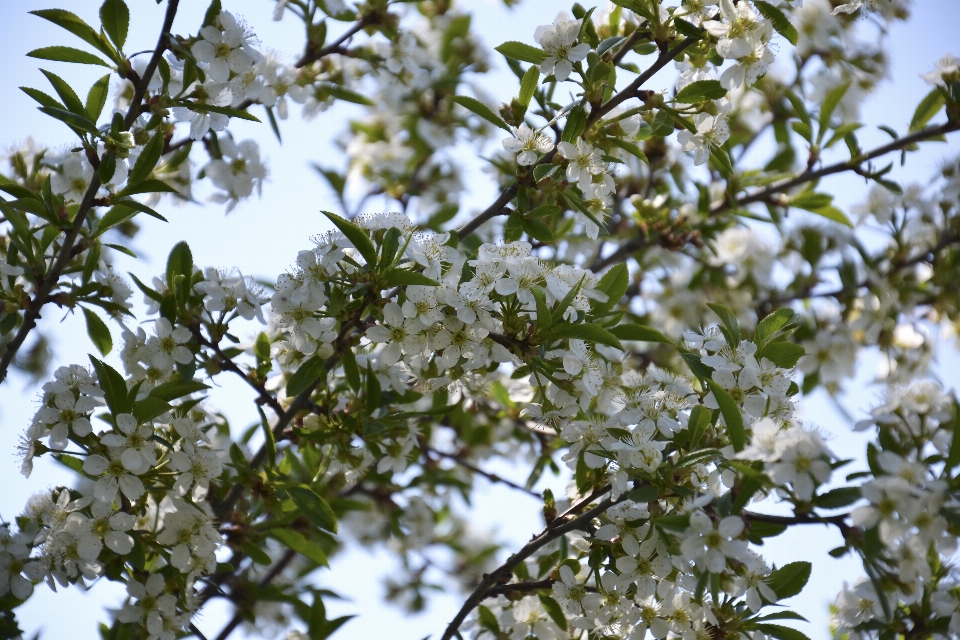 árvore natureza filial florescer