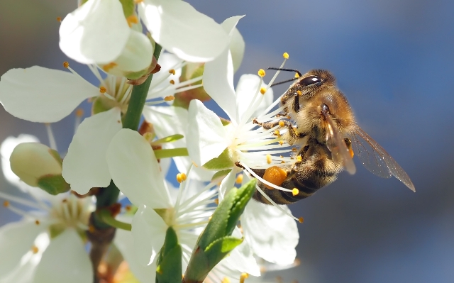 自然 ブランチ 花 植物 写真