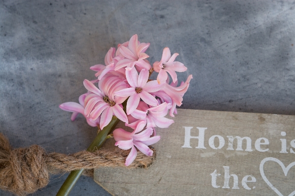 Plant wheel flower petal Photo