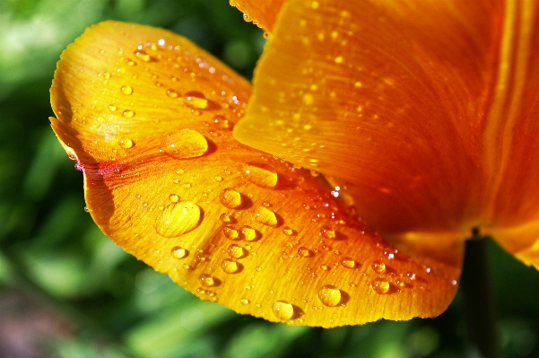 Nature blossom dew plant Photo