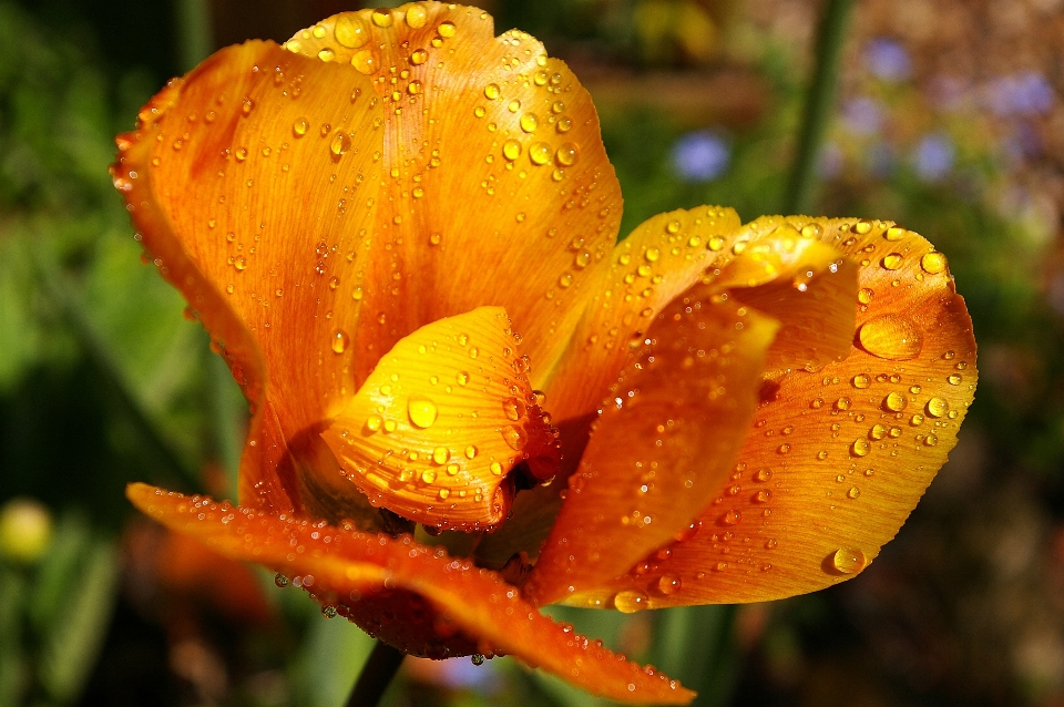 Nature blossom plant photography