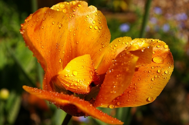 Nature blossom plant photography Photo