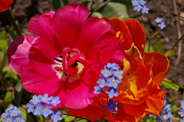 Nature blossom open plant Photo