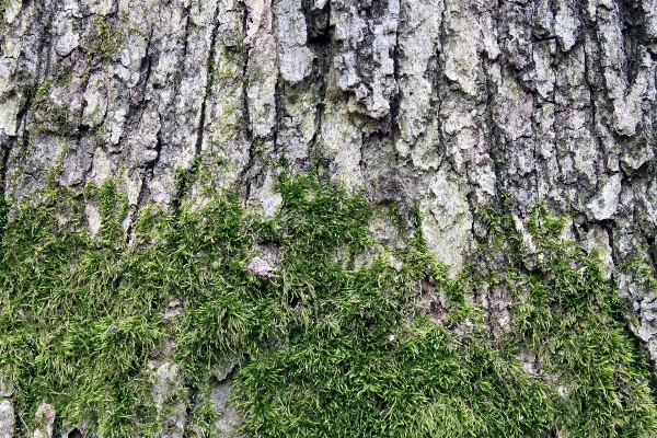 Tree nature branch abstract Photo