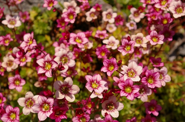 Nature blossom plant flower Photo