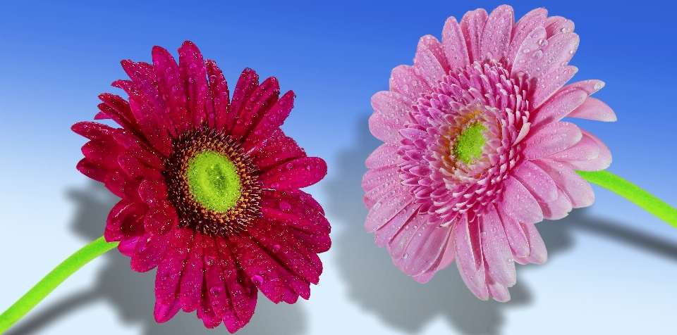 Natur blüte anlage fotografie