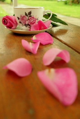 Blossom plant flower petal Photo