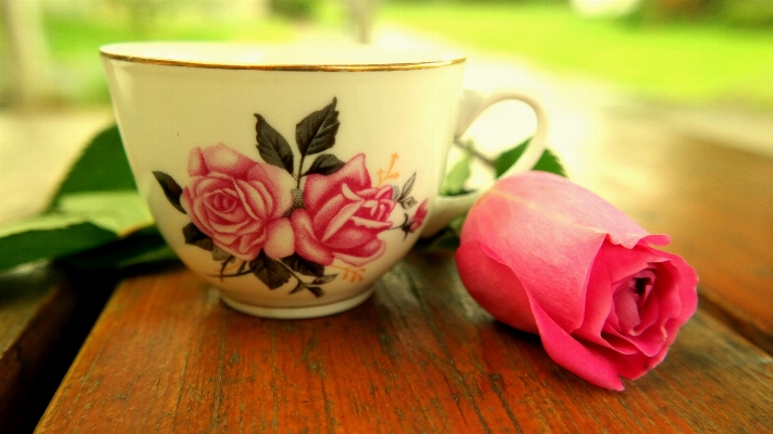 Blossom plant tea flower Photo