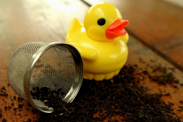 Bird drink yellow delicious Photo