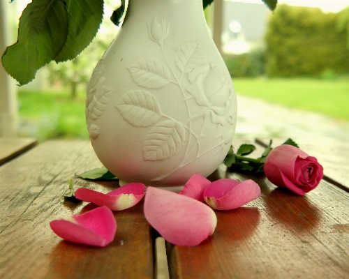 Table plant flower petal Photo