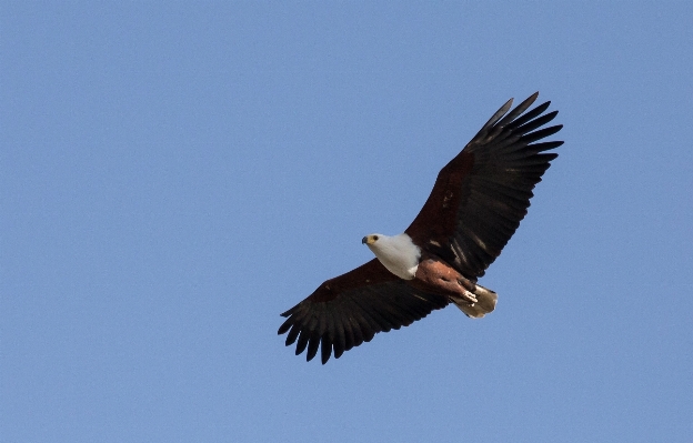 Nature bird wing sky Photo