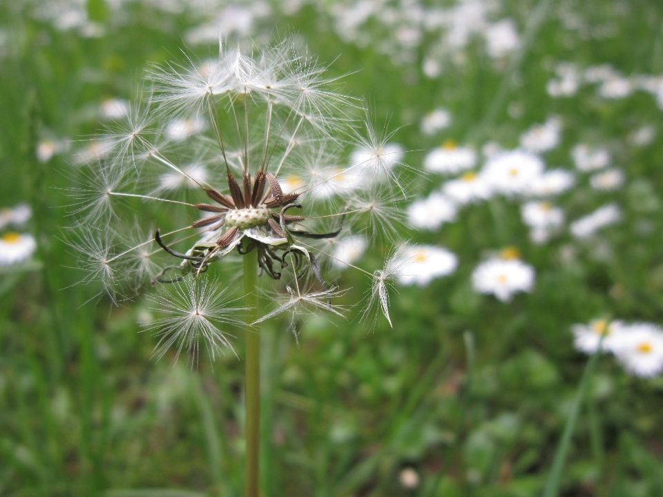 Alam rumput tanaman putih