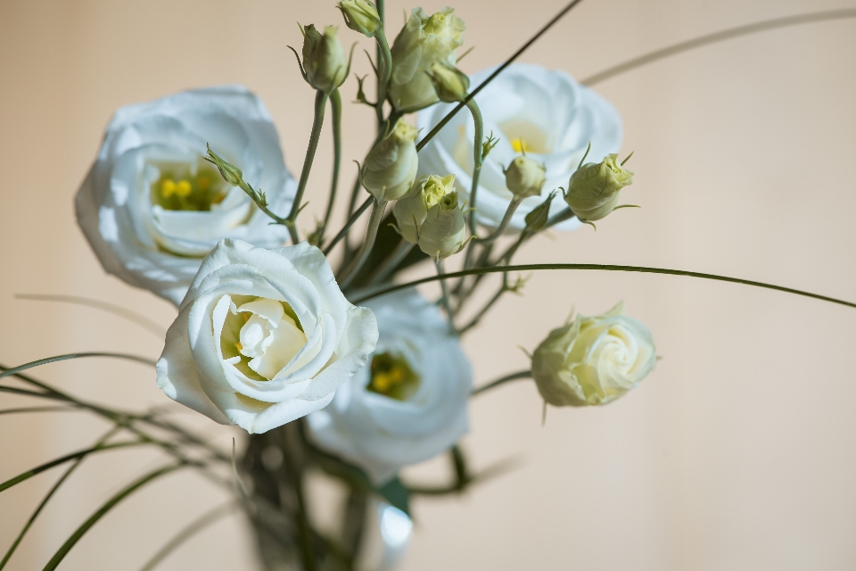 Zweig blüte anlage weiss