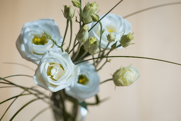 Branch blossom plant white Photo