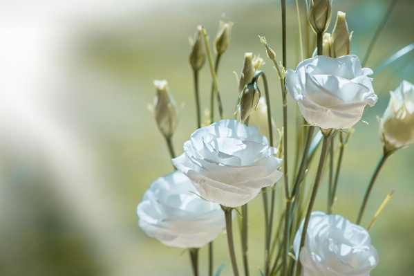 Branch blossom plant white Photo