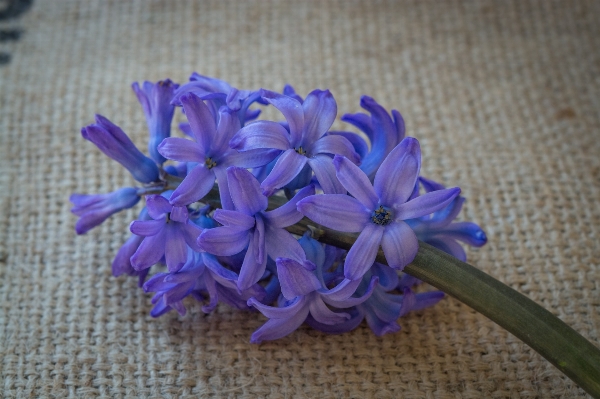 Plant flower purple petal Photo