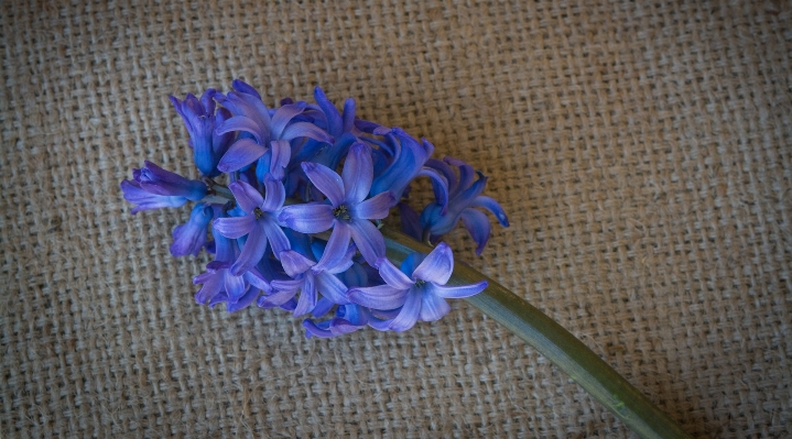 Plant wheel flower purple Photo