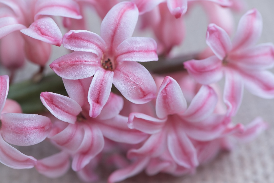 Blossom plant flower petal