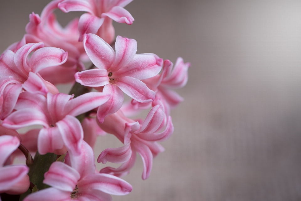 Blossom plant flower petal