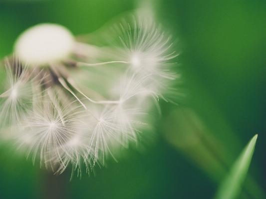 Nature grass branch plant Photo