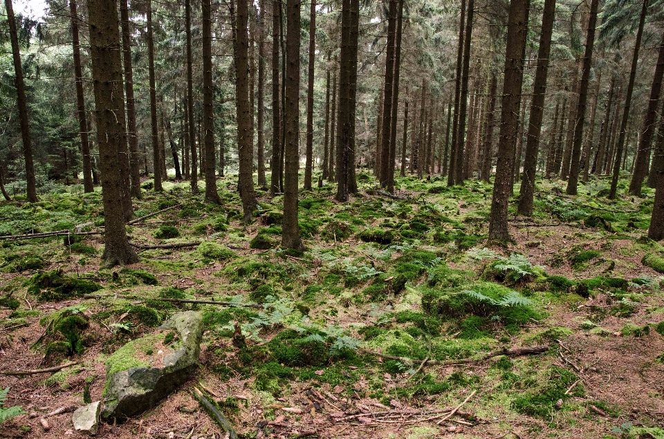 Landscape tree nature forest