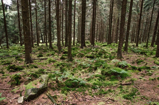 Landscape tree nature forest Photo