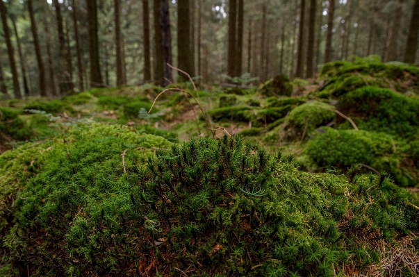 Landscape tree nature forest Photo