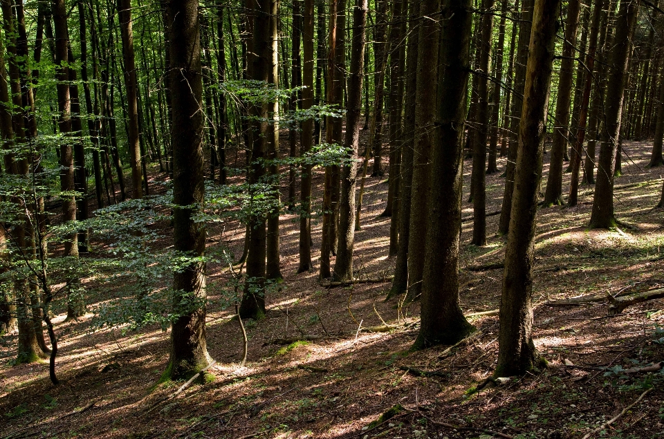 Landscape tree nature forest