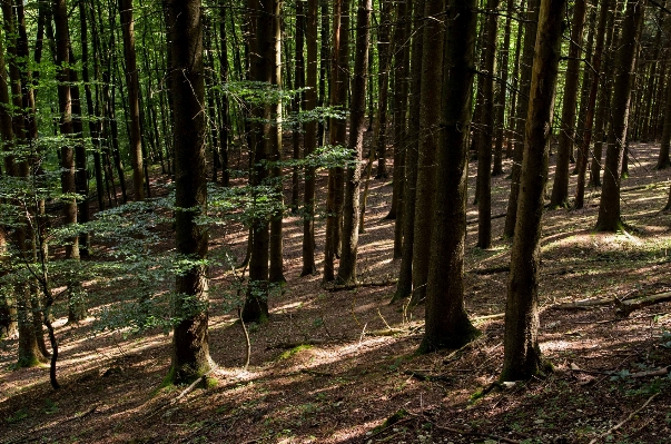 Landscape tree nature forest Photo