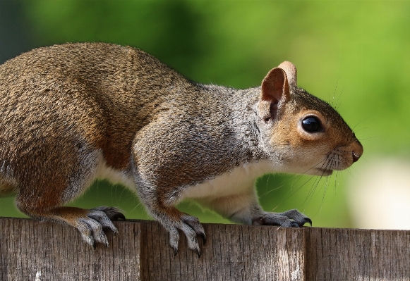 Cute wildlife fur brown Photo